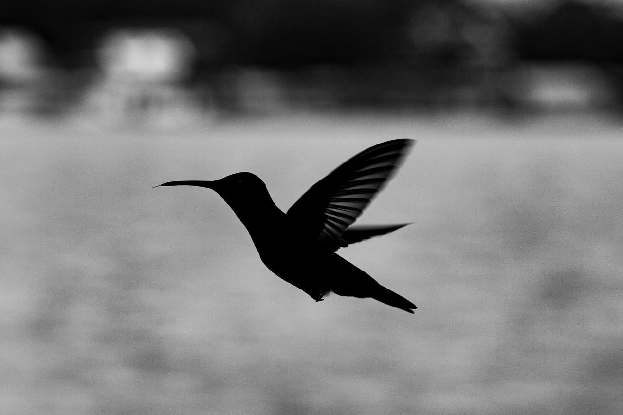 Barrbra Bnb Over The Sea Bocas del Toro Eksteriør bilde